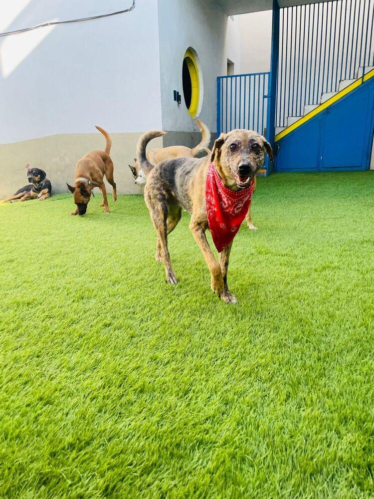 Enlarge NESSA, a Adoptable mixed breed in Langley, BC image 4/6