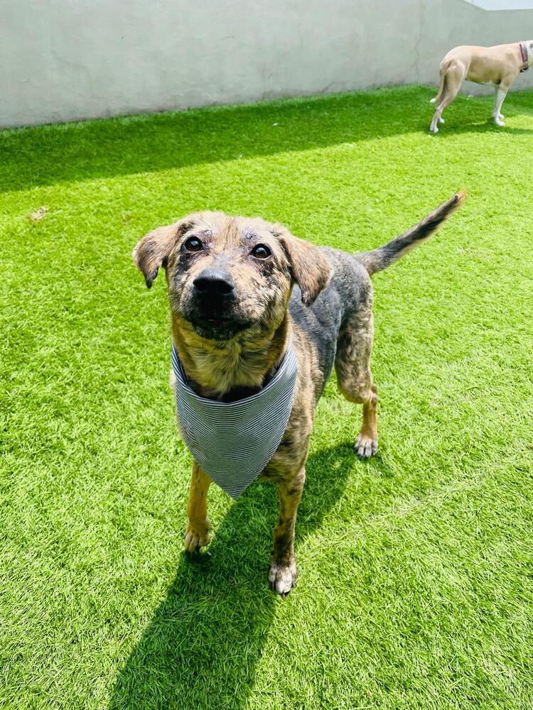 Enlarge NESSA, a Adoptable mixed breed in Langley, BC image 4/6