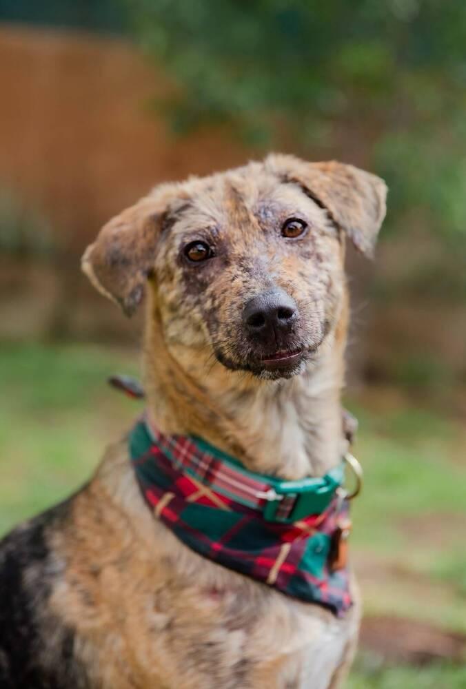 Enlarge NESSA, a Adoptable mixed breed in Langley, BC image 2/6