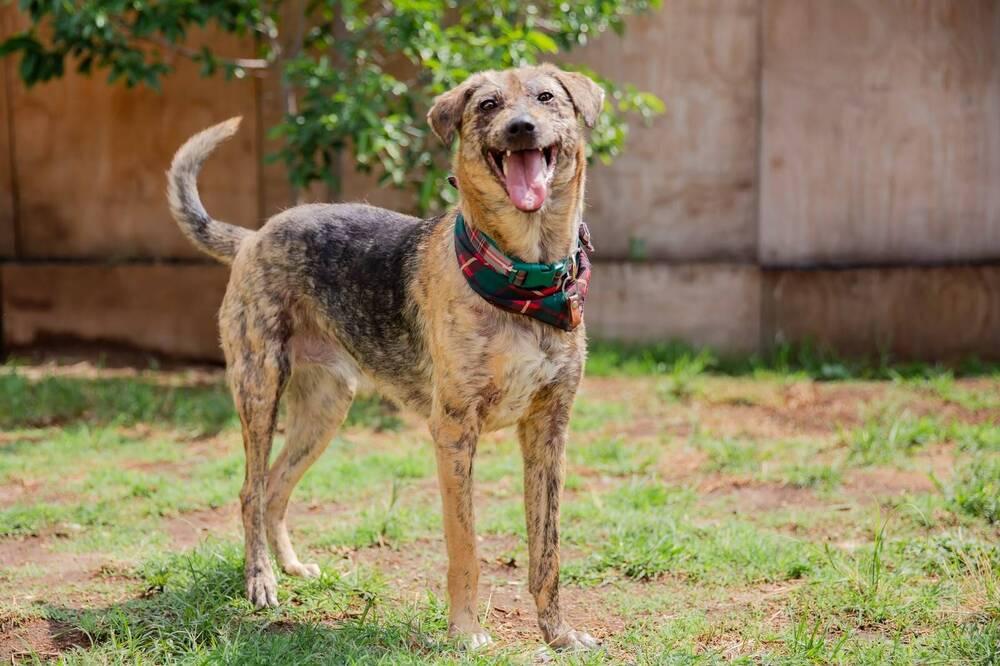 Enlarge NESSA, a Adoptable mixed breed in Langley, BC image 3/6