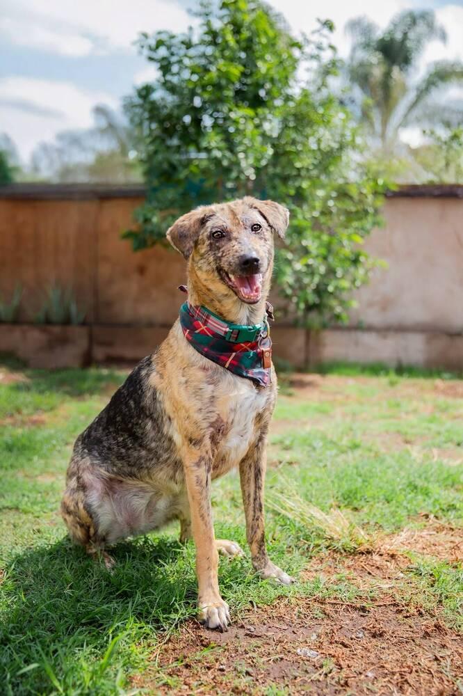 Enlarge NESSA, a Adoptable mixed breed in Langley, BC image 4/6