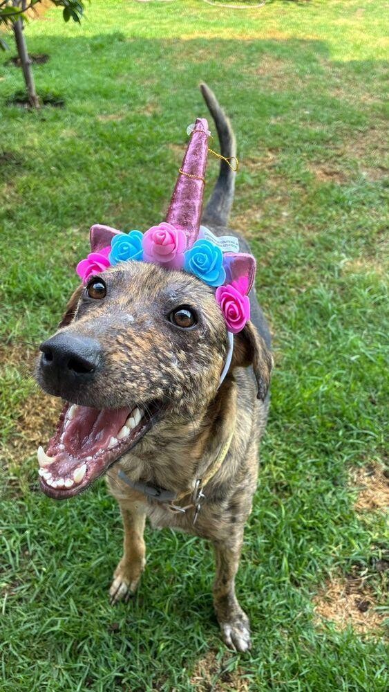 Enlarge NESSA, a Adoptable mixed breed in Langley, BC image 6/6