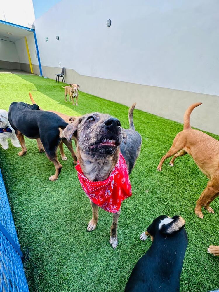 Enlarge NESSA, a Adoptable mixed breed in Langley, BC image 5/6