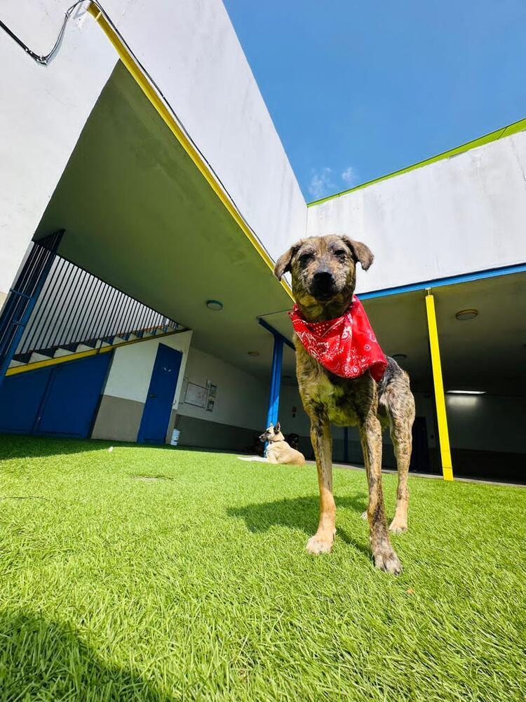 Enlarge NESSA, a Adoptable mixed breed in Langley, BC image 6/6