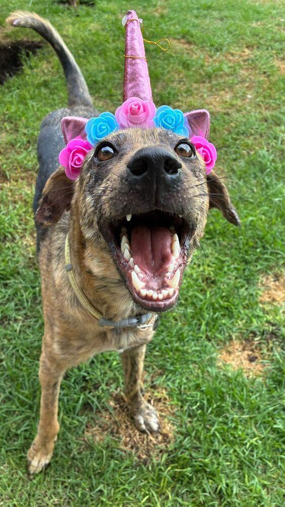 Enlarge NESSA, a Adoptable mixed breed in Langley, BC image 5/6