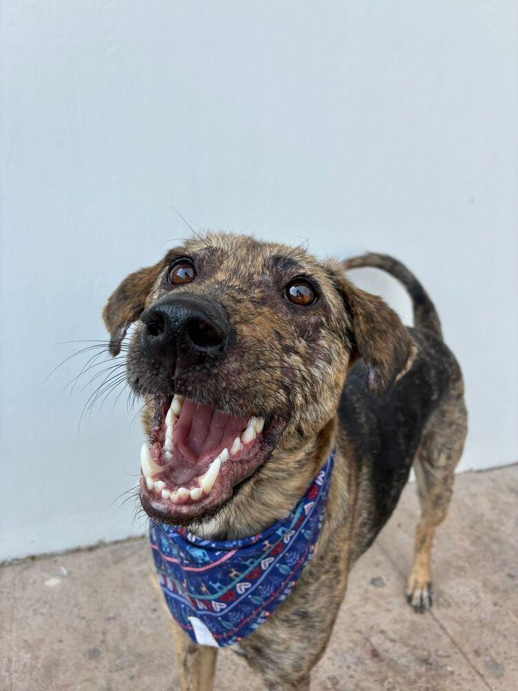 Enlarge NESSA, a Adoptable mixed breed in Langley, BC image 6/6