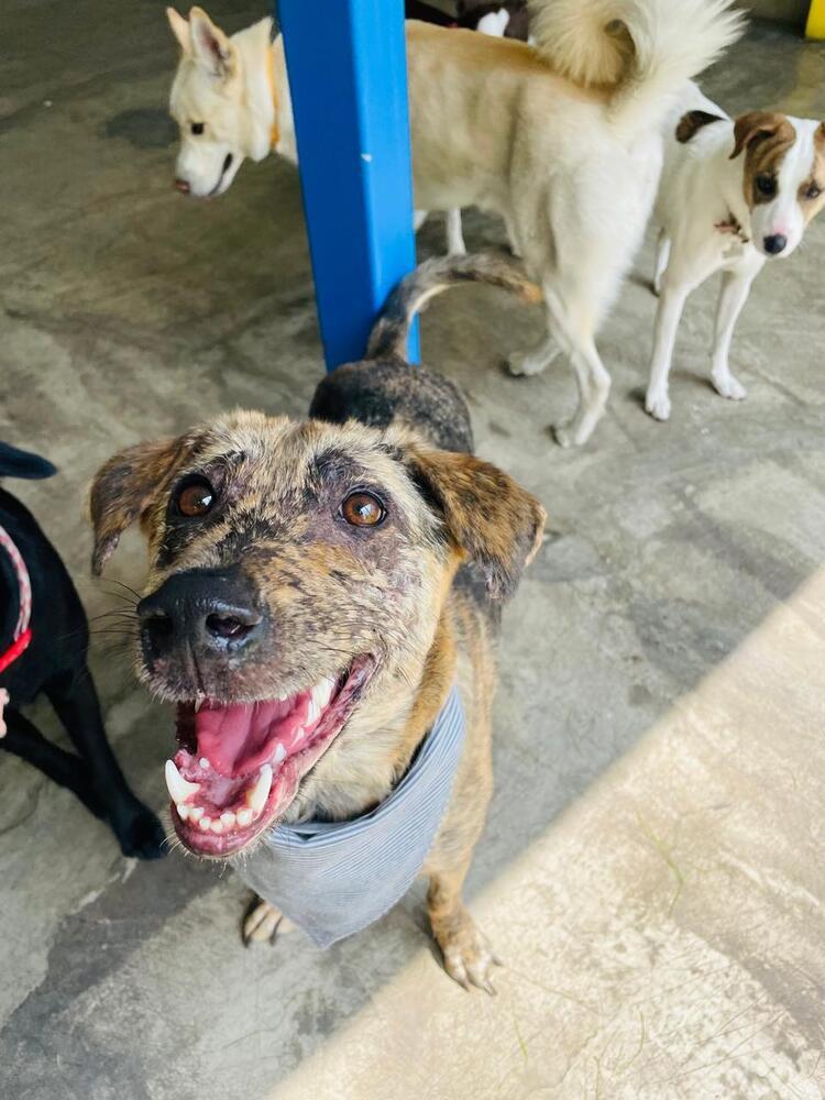 Enlarge NESSA, a Adoptable mixed breed in Langley, BC image 6/6