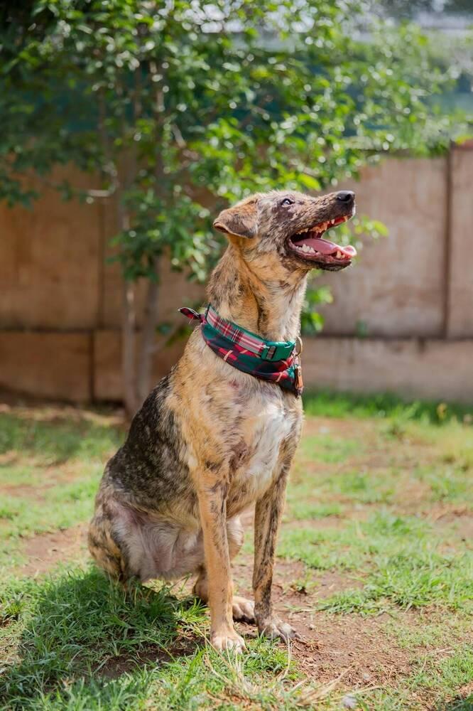 Enlarge NESSA, a Adoptable mixed breed in Langley, BC image 5/6