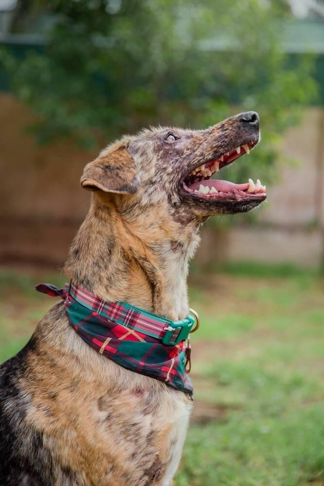 Enlarge NESSA, a Adoptable mixed breed in Langley, BC image 6/6