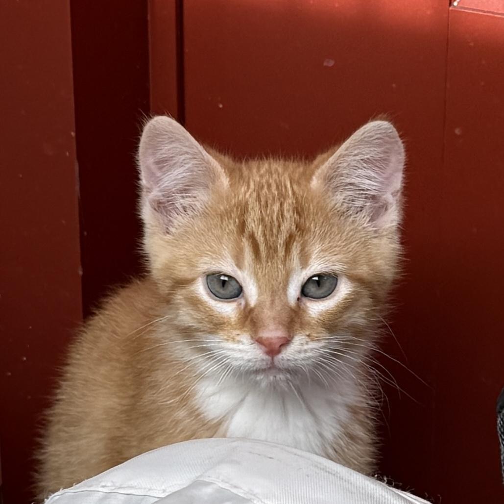 Enlarge Gorgonzola "Gorg", an adopted Domestic Short Hair in Madison, WI image 3/3