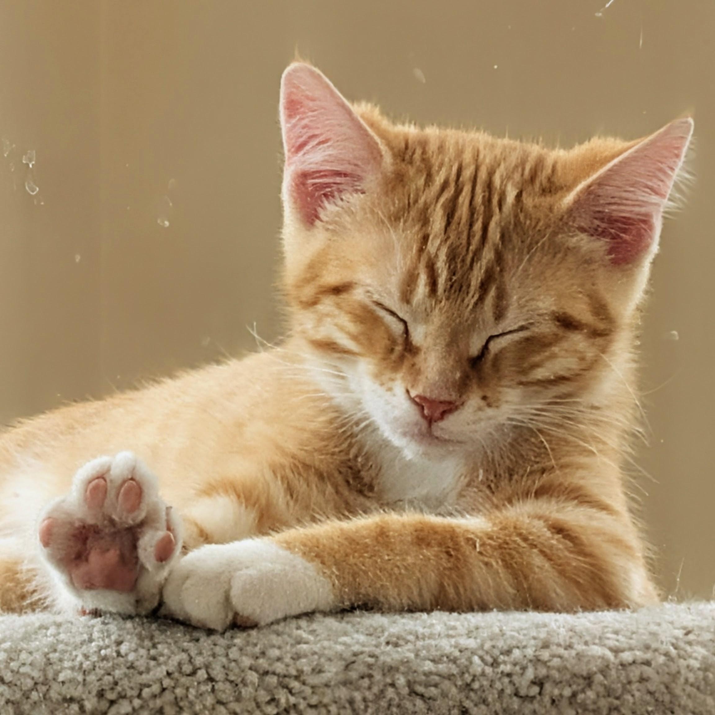 Enlarge Gorgonzola "Gorg", an adopted Domestic Short Hair in Madison, WI image 1/3