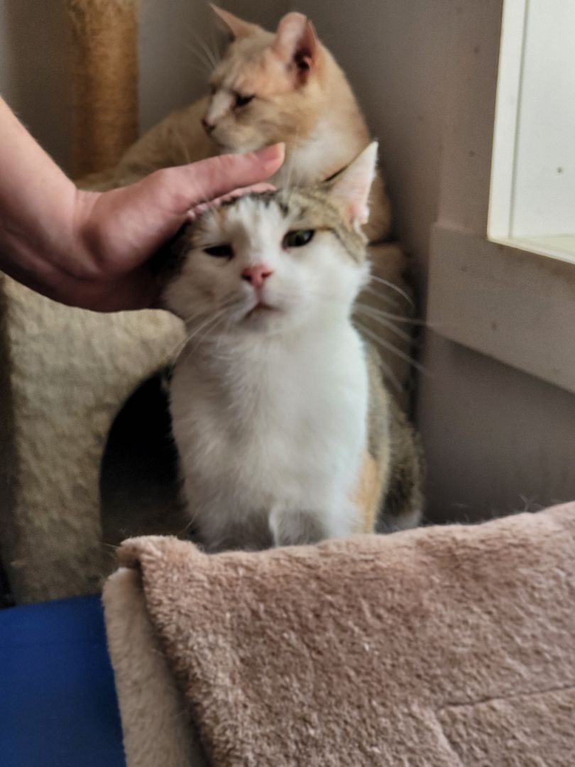 Ruby, a Adoptable Domestic Short Hair in Millerton, PA image 3/6