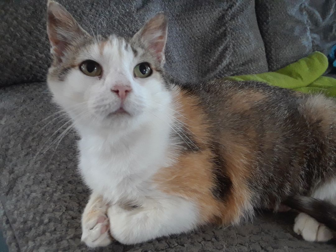 Ruby, Adoptable, Adult Female Domestic Short Hair.