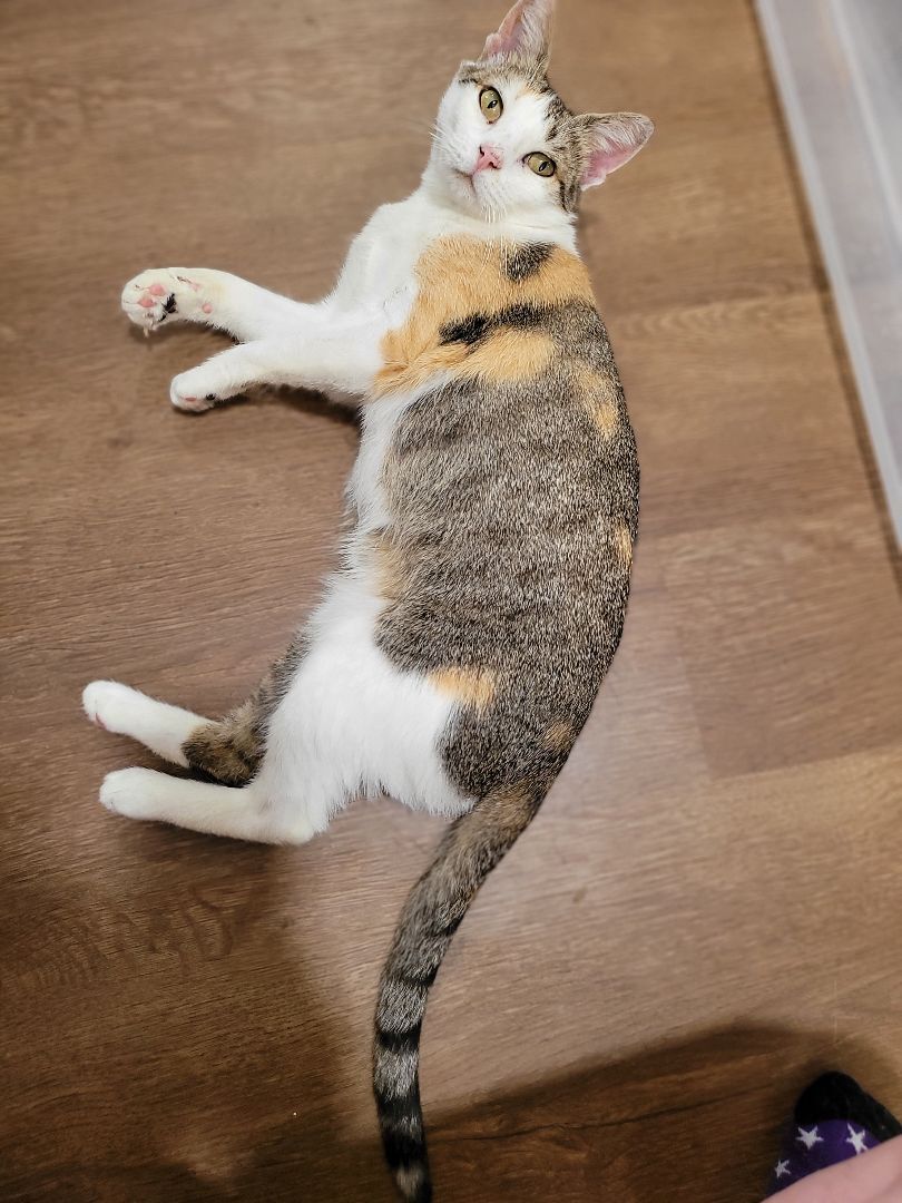 Ruby, a Adoptable Domestic Short Hair in Millerton, PA image 4/6