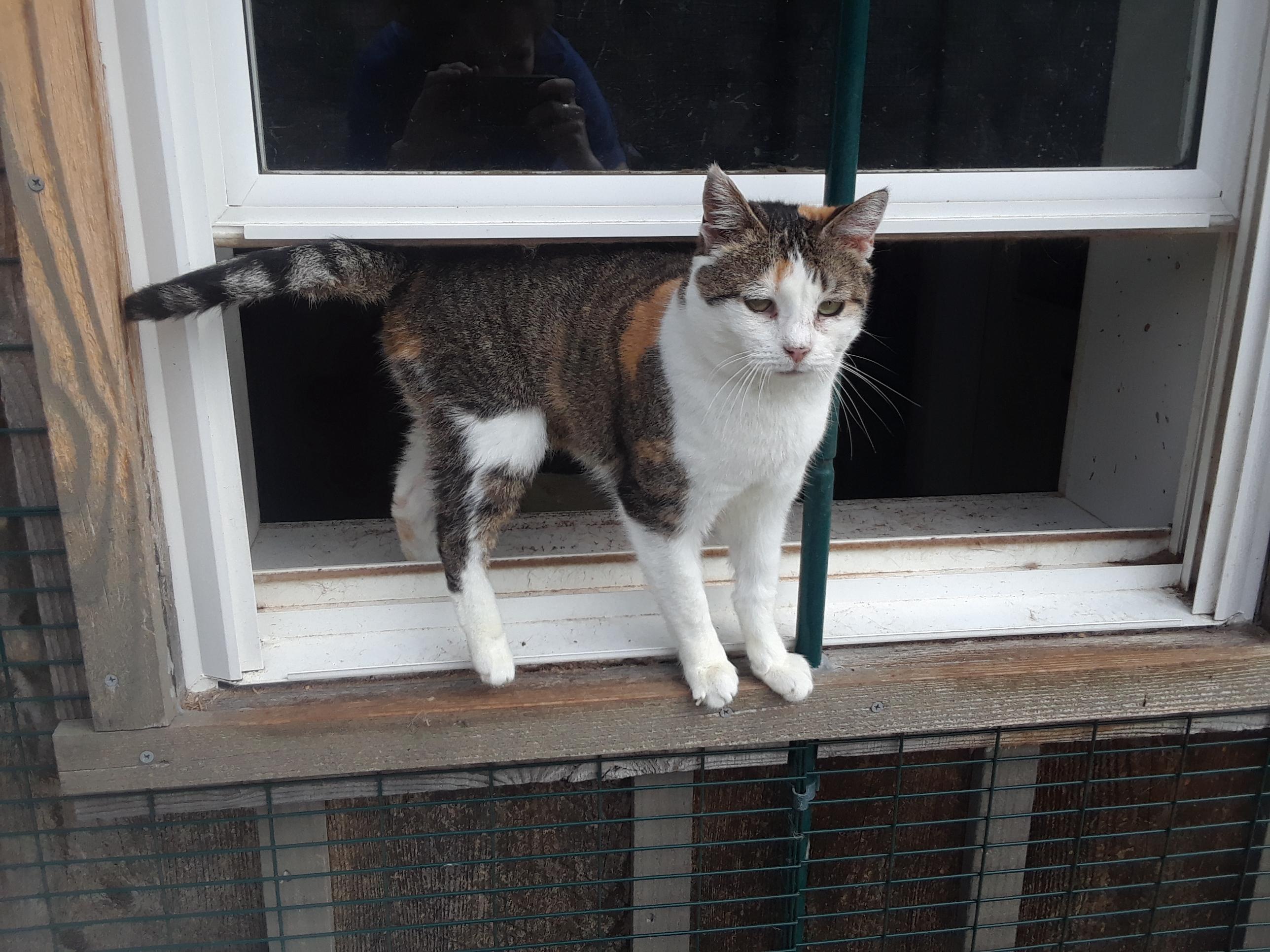Enlarge Ruby, a Adoptable Domestic Short Hair in Millerton, PA image 6/6