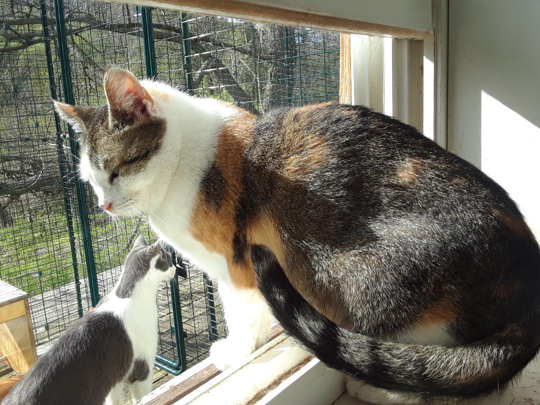 Enlarge Ruby, a Adoptable Domestic Short Hair in Millerton, PA image 3/6