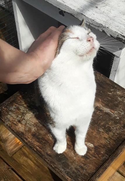 Enlarge Ruby, a Adoptable Domestic Short Hair in Millerton, PA image 2/6