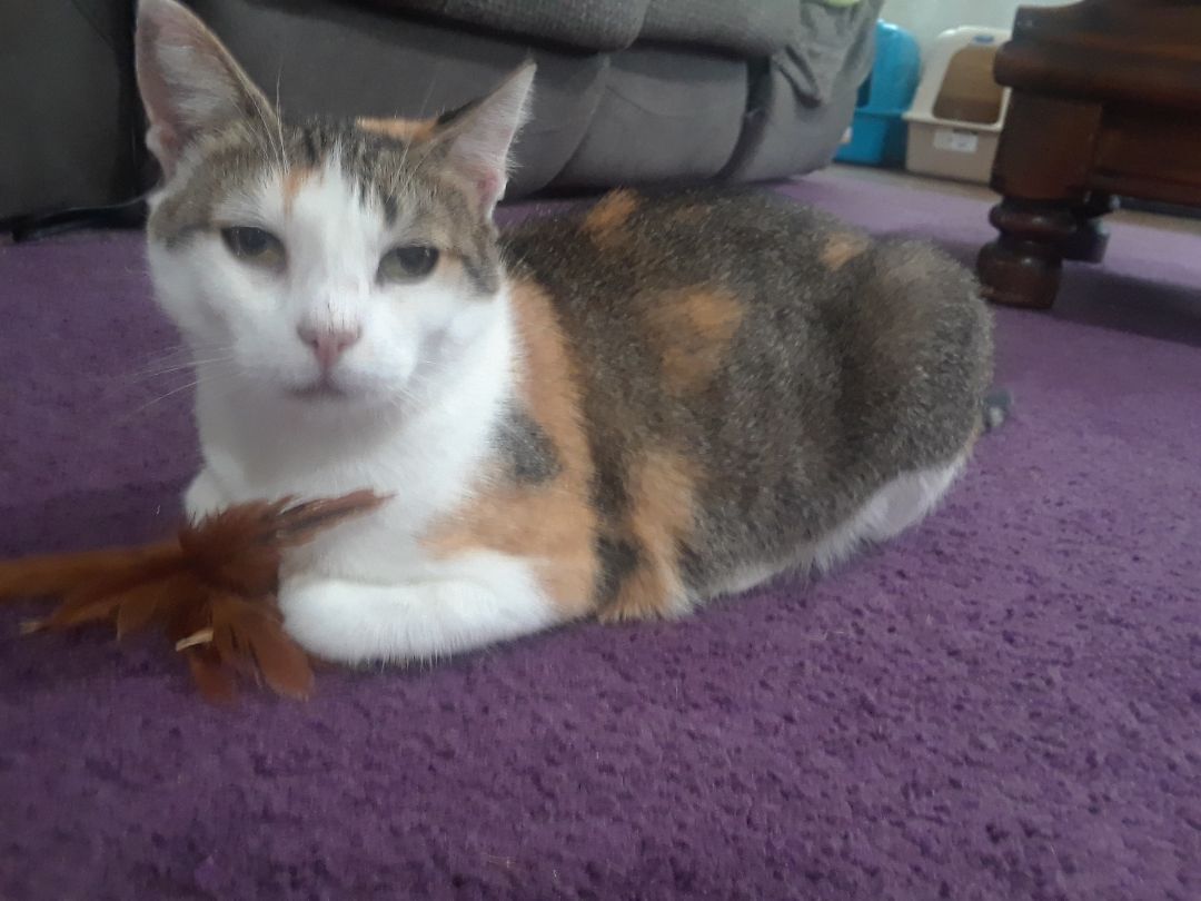 Ruby, a Adoptable Domestic Short Hair in Millerton, PA image 5/6