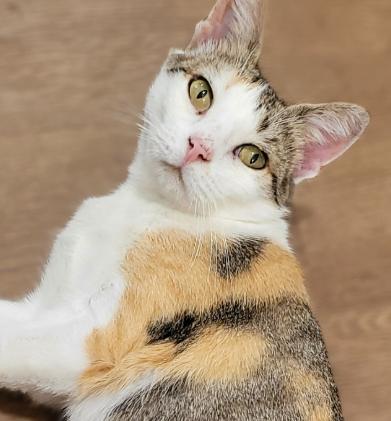 Ruby, an adoptable Domestic Short Hair in Millerton, PA, 16936 | Photo Image 1