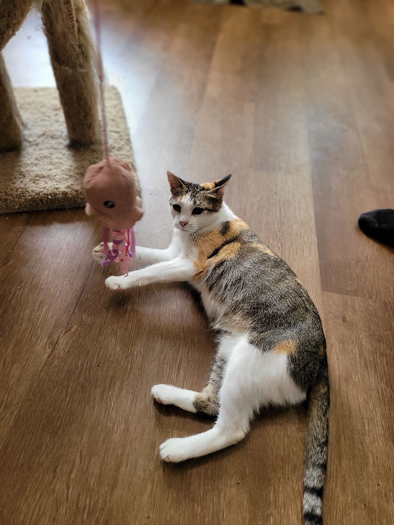 Ruby, a Adoptable Domestic Short Hair in Millerton, PA image 6/6