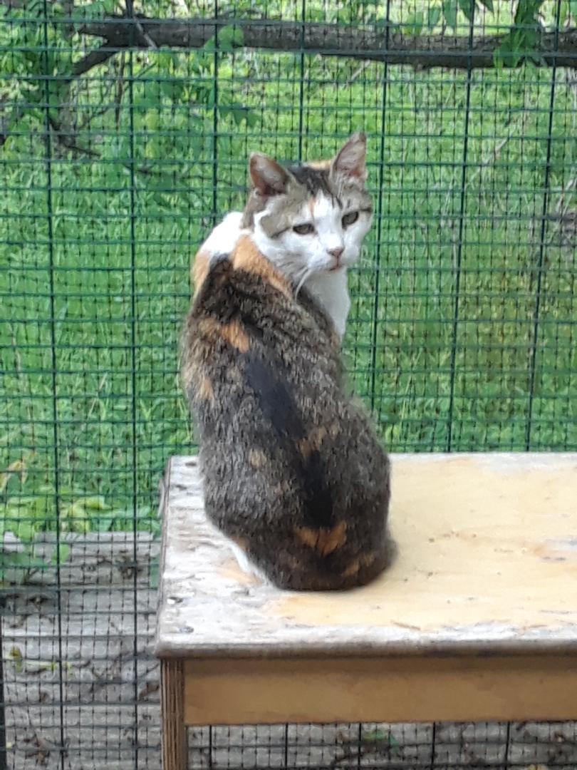 Ruby, a Adoptable Domestic Short Hair in Millerton, PA image 6/6