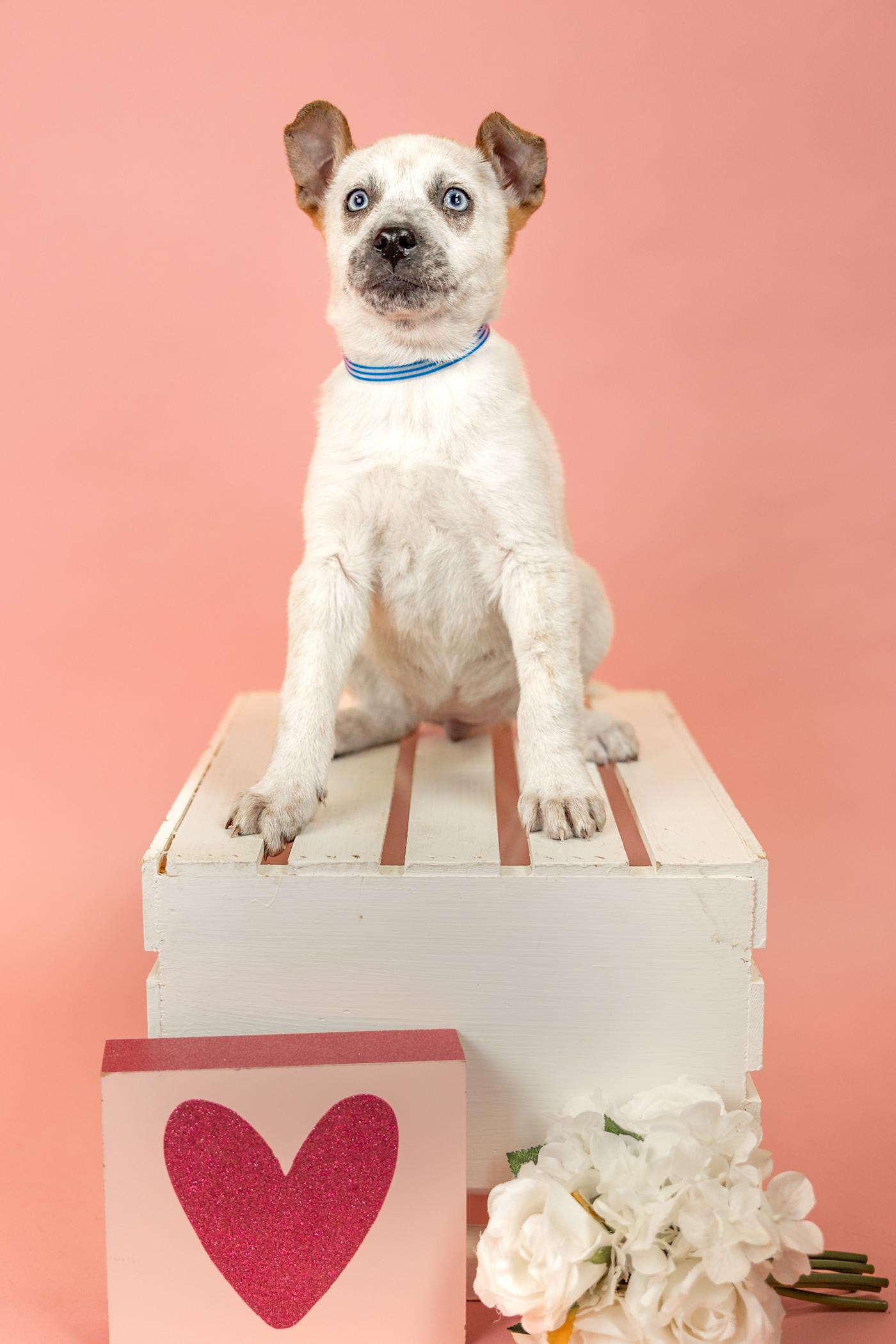 116-26, ADOPTABLE, Young Female Australian Shepherd.