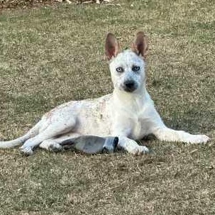 Enlarge 116-26, a ADOPTABLE mixed breed in Brighton, CO image 1/1