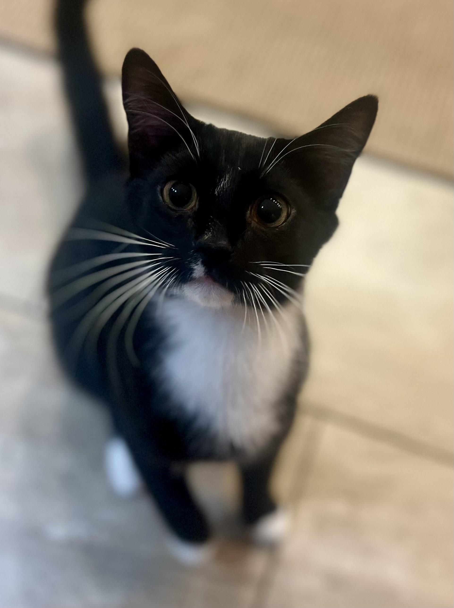 Jacek, Adoptable, Young Male Domestic Short Hair.