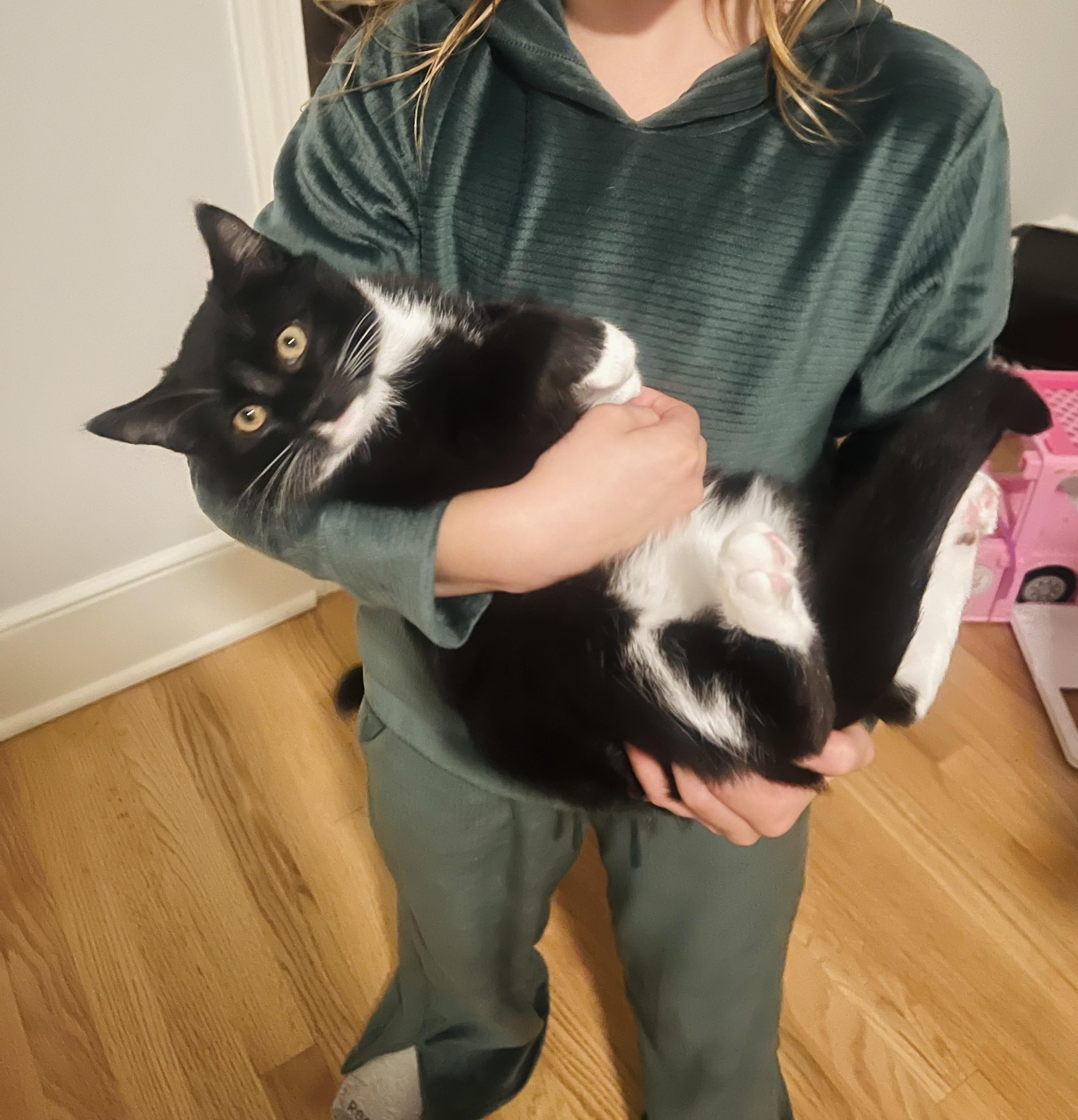 Jacek, a Adoptable mixed breed in Sanford, NC image 3/3