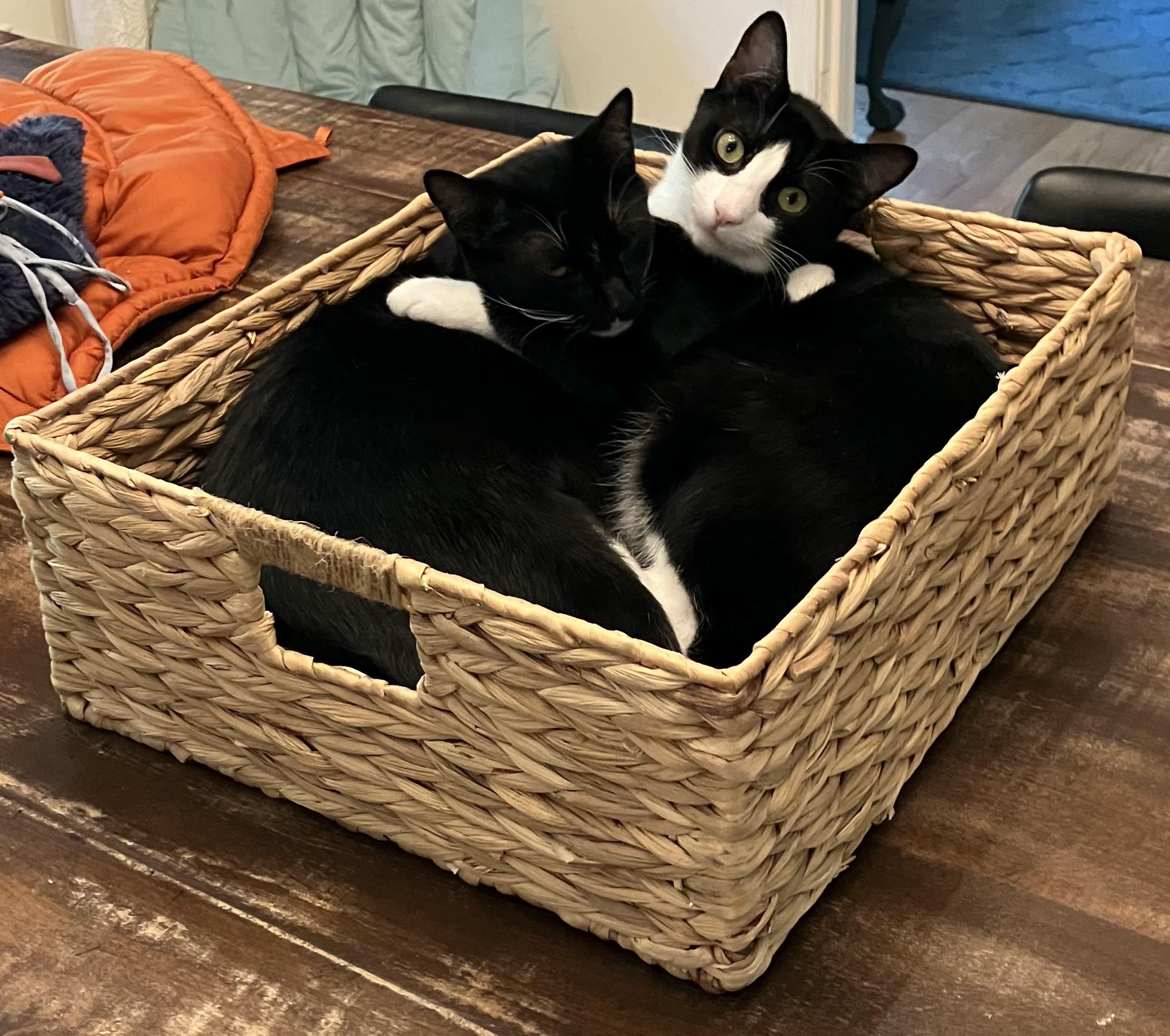 Jacek, a Adoptable mixed breed in Sanford, NC image 2/3