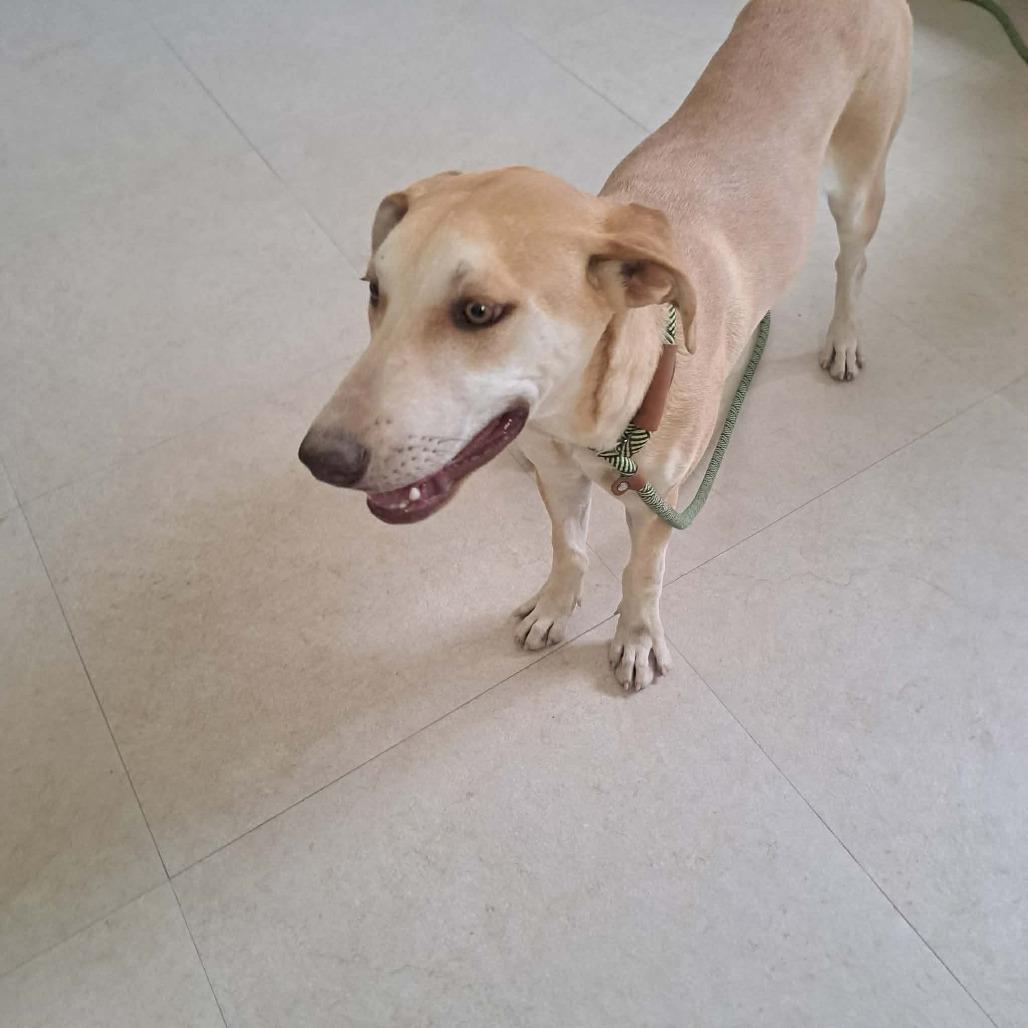 Foxy, a Adoptable mixed breed in Bend, OR image 1/6