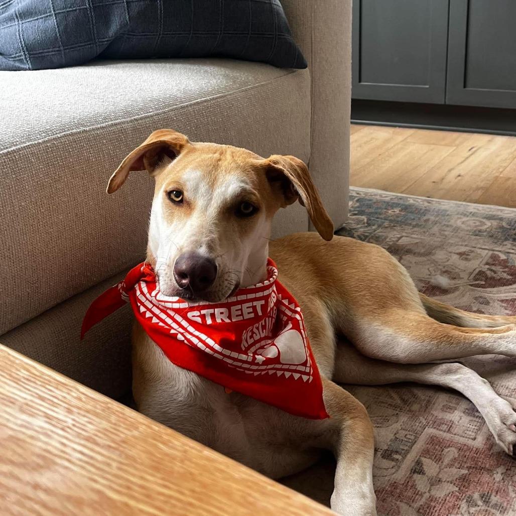 Foxy, a Adoptable mixed breed in Bend, OR image 2/6