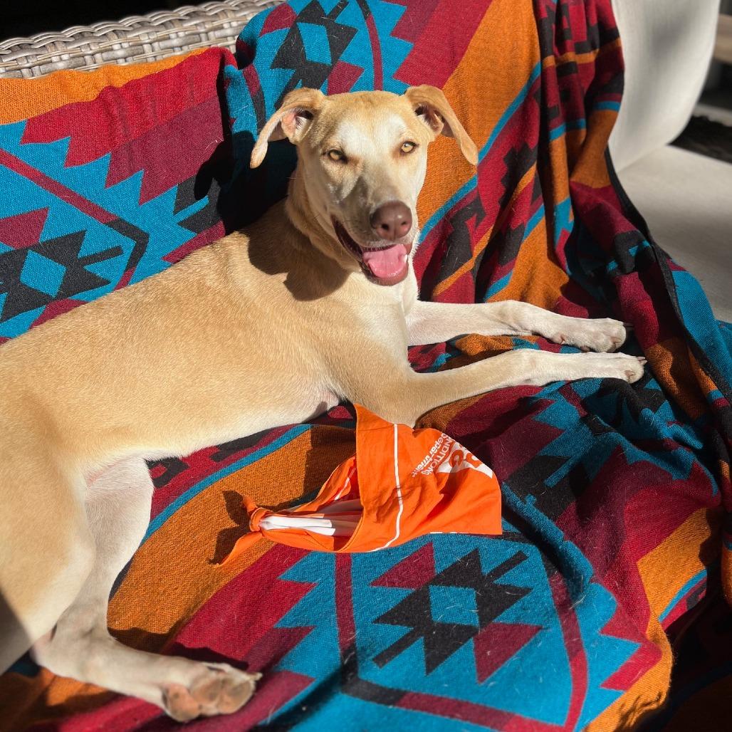 Foxy, a Adoptable mixed breed in Bend, OR image 2/6