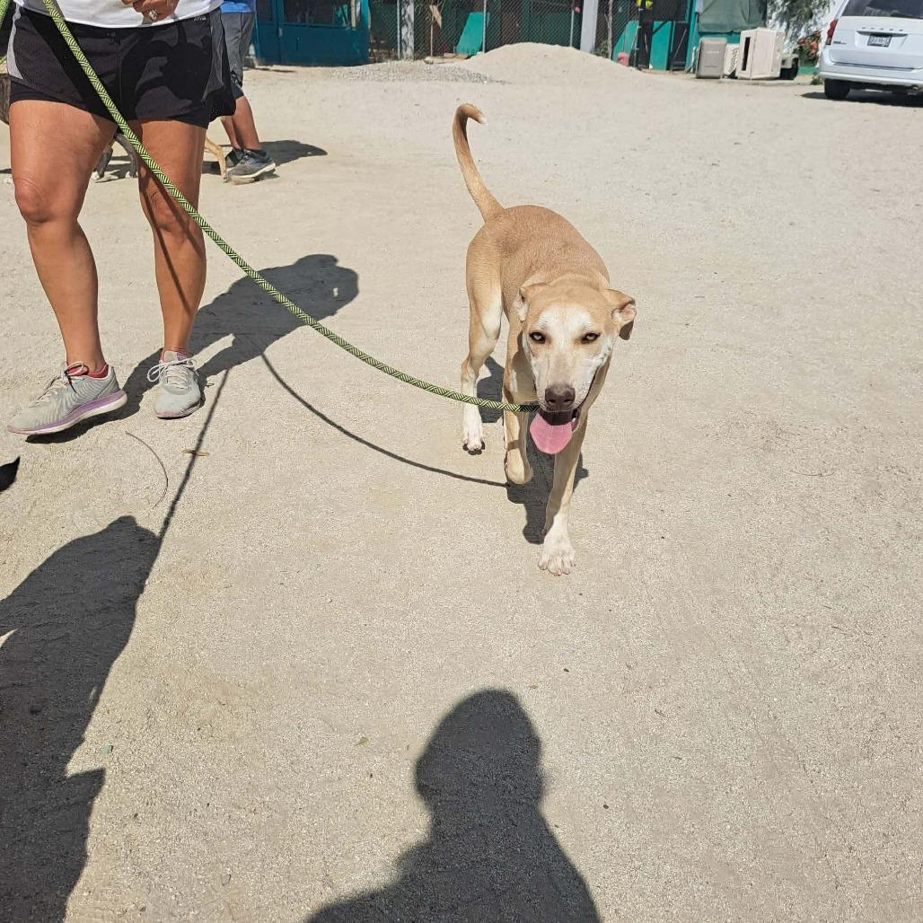 Foxy, a Adoptable mixed breed in Bend, OR image 4/6