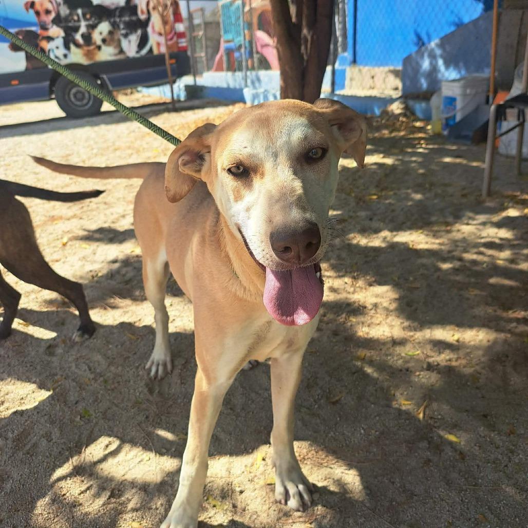 Foxy, a Adoptable mixed breed in Bend, OR image 5/6