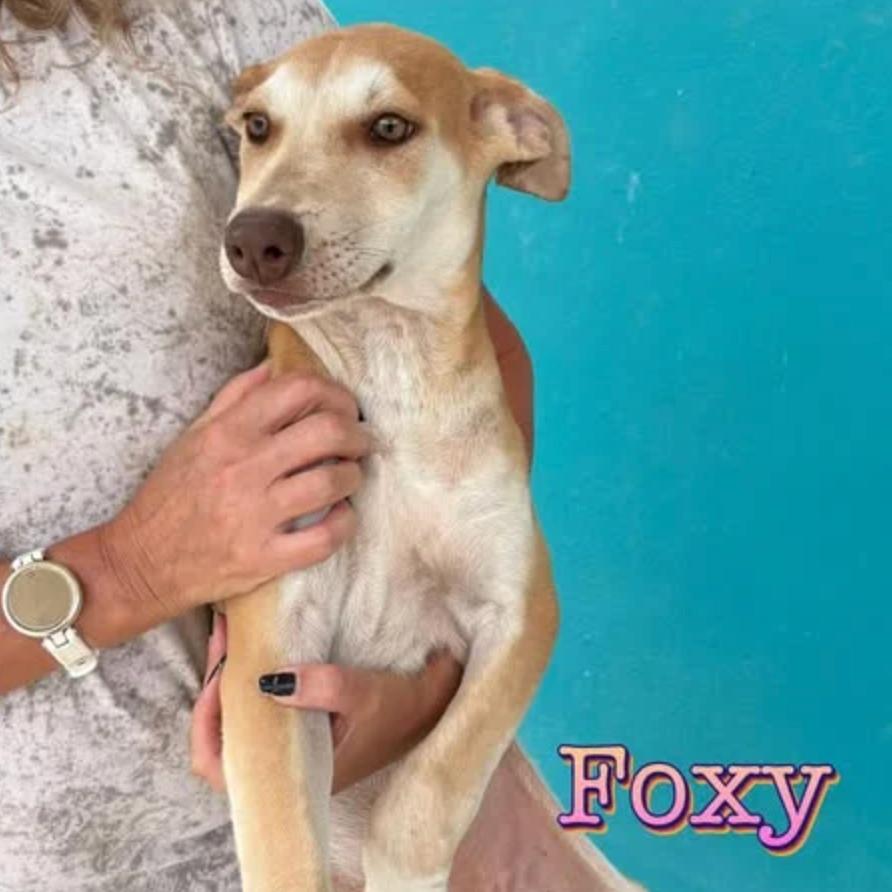 Foxy, a Adoptable mixed breed in Bend, OR image 6/6