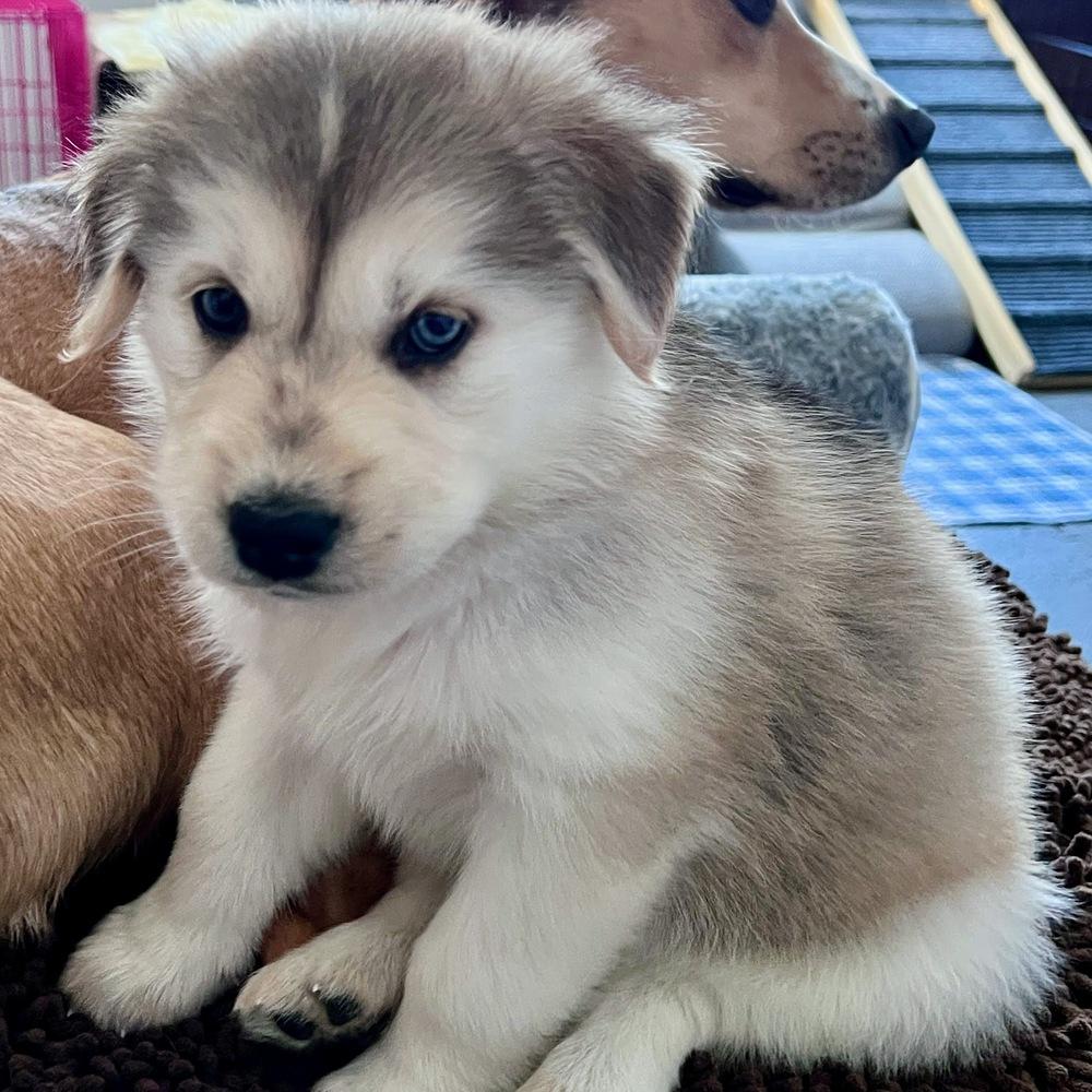 Blizzard, Adoptable, Puppy Female Mixed Breed.