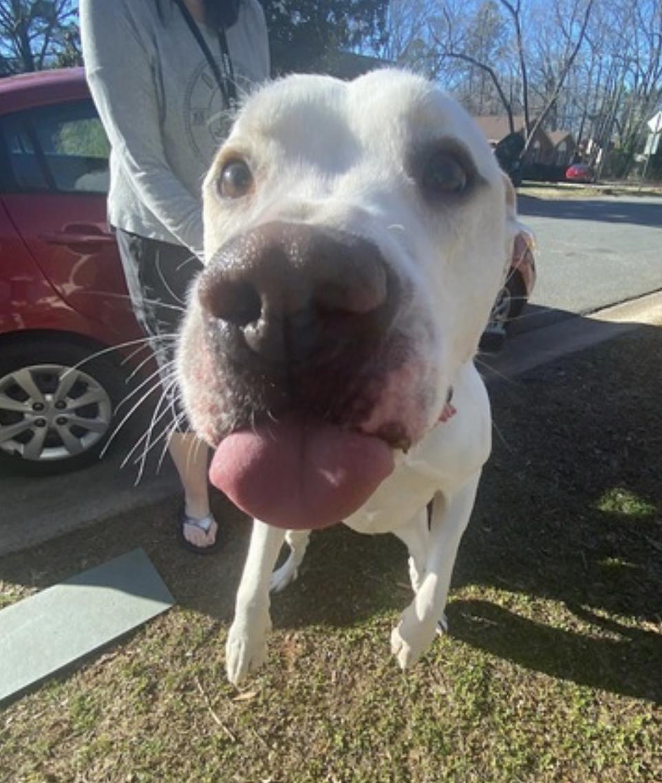 Enlarge Bucky, a Adoptable mixed breed in Albany, NY image 3/6