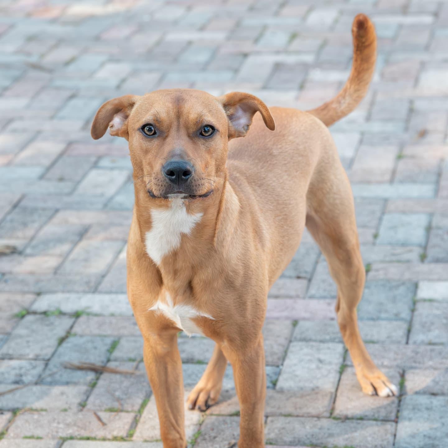 Enlarge Stanley (FOSTER OR FOSTER TO ADOPT), a Adoptable mixed breed in Miami, FL image 6/6