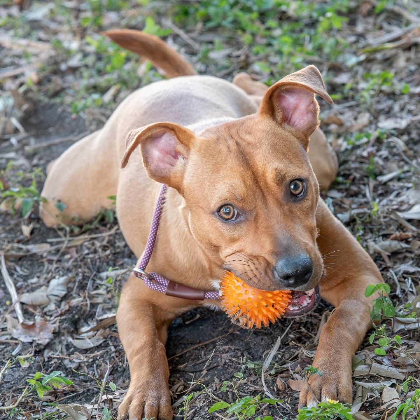 Stanley (FOSTER OR FOSTER TO ADOPT)