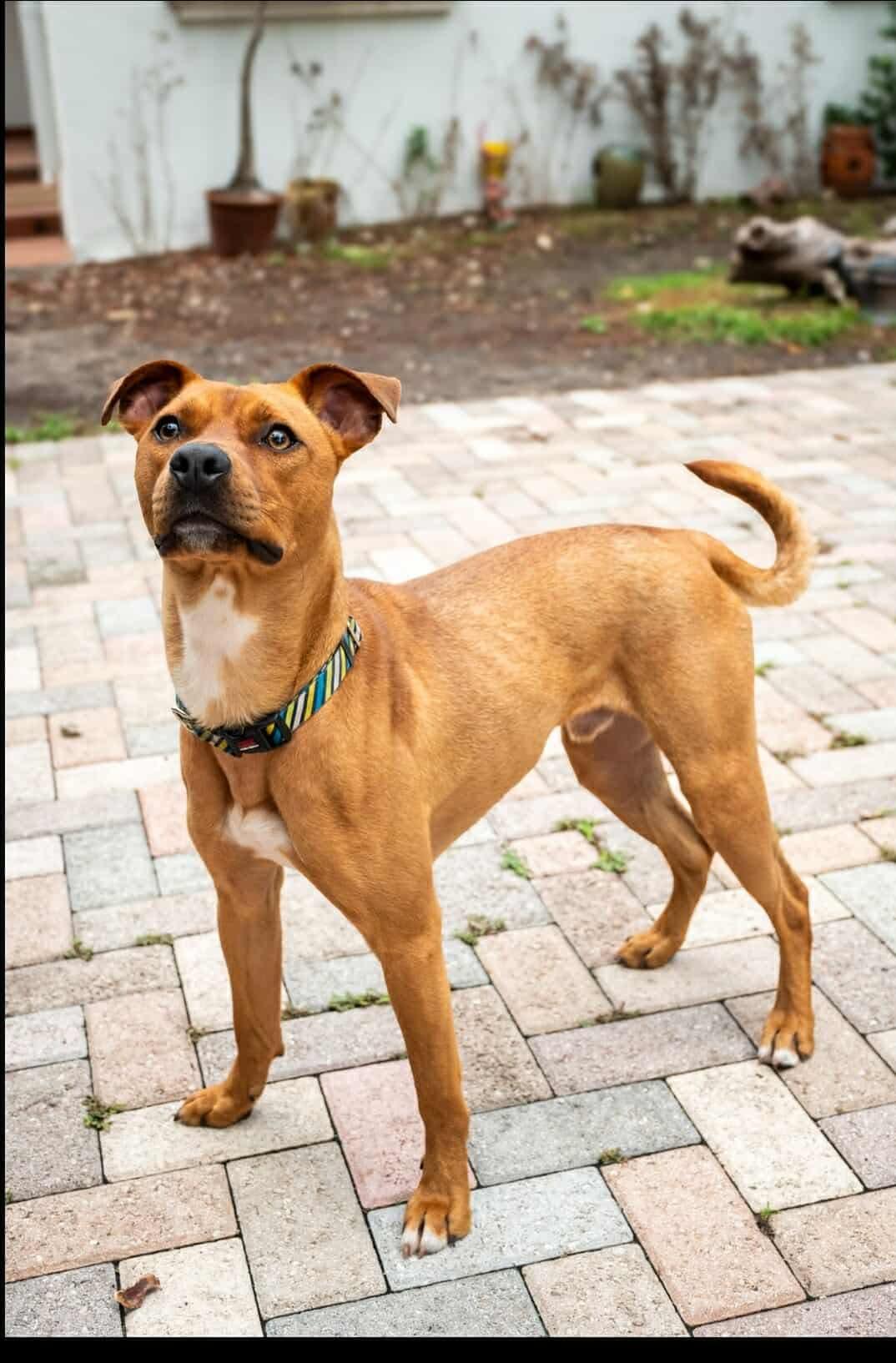 Stanley (FOSTER OR FOSTER TO ADOPT)