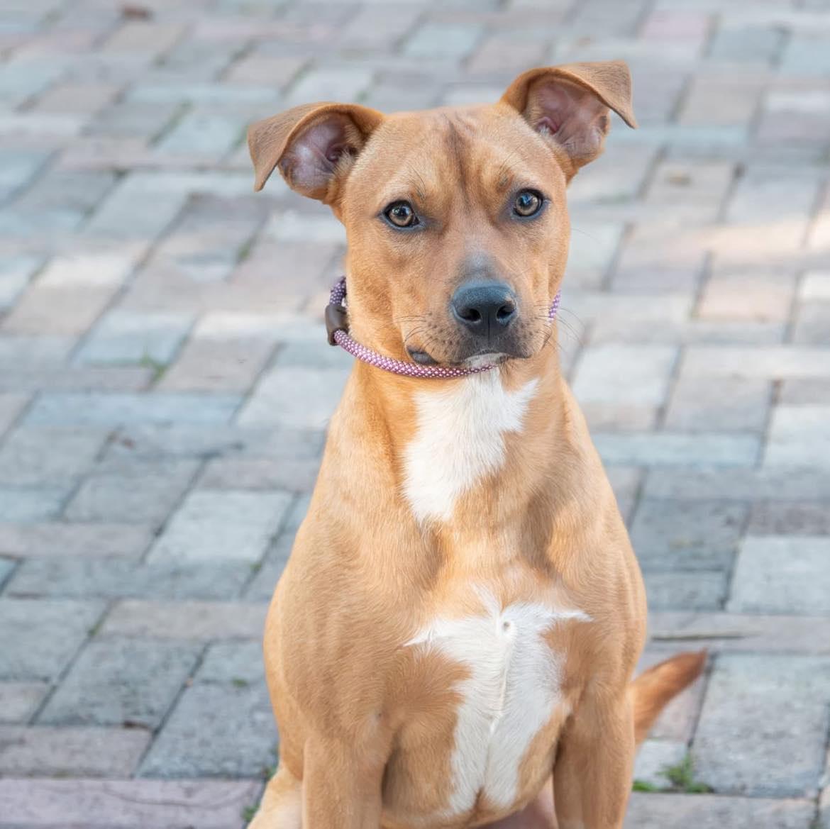Enlarge Stanley (FOSTER OR FOSTER TO ADOPT), a Adoptable mixed breed in Miami, FL image 5/6