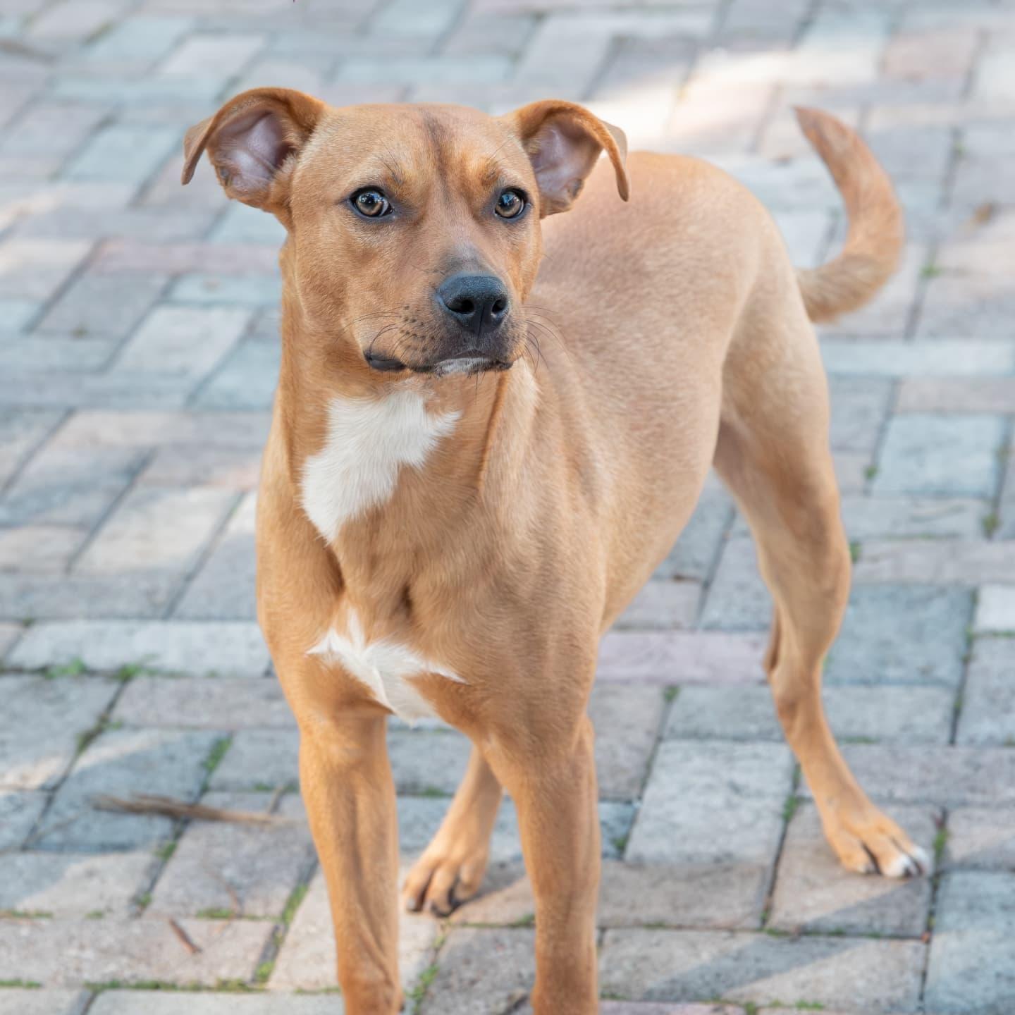 Enlarge Stanley (FOSTER OR FOSTER TO ADOPT), a Adoptable mixed breed in Miami, FL image 2/6