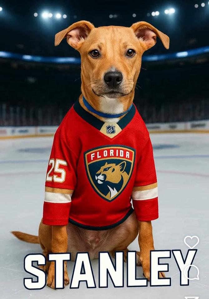 Stanley (FOSTER OR FOSTER TO ADOPT)