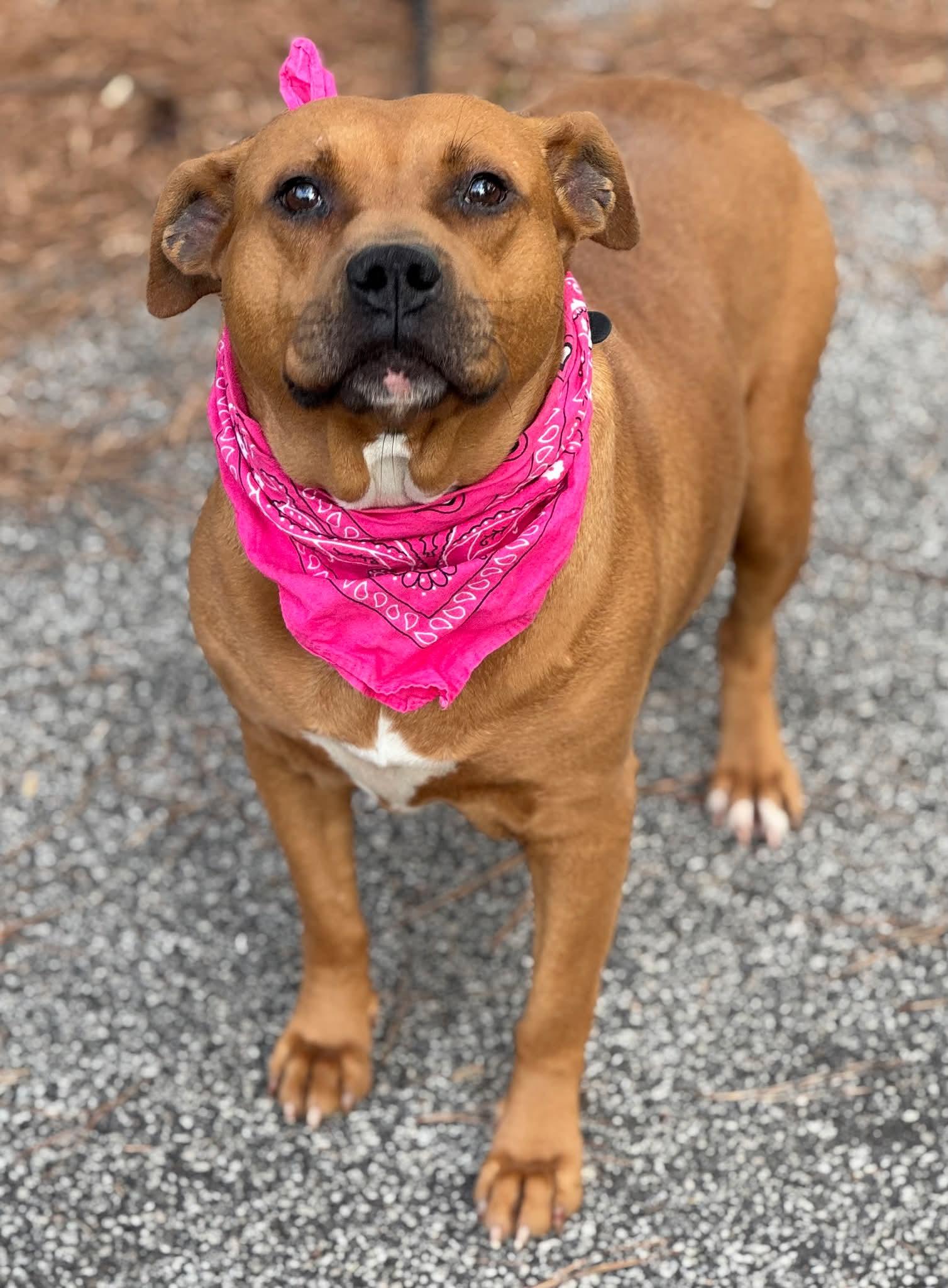 Natasha, ADOPTABLE, Adult Female Mixed Breed.