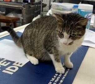 Pippa, Adoptable, Young Female Tabby & Devon Rex.
