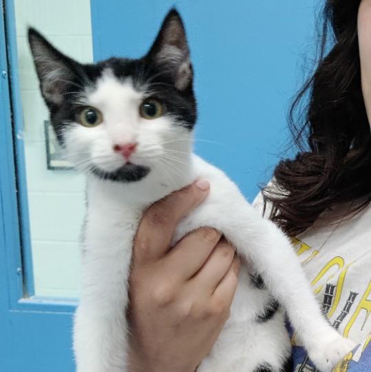 Phoenix, Adoptable, Young Male Domestic Short Hair.