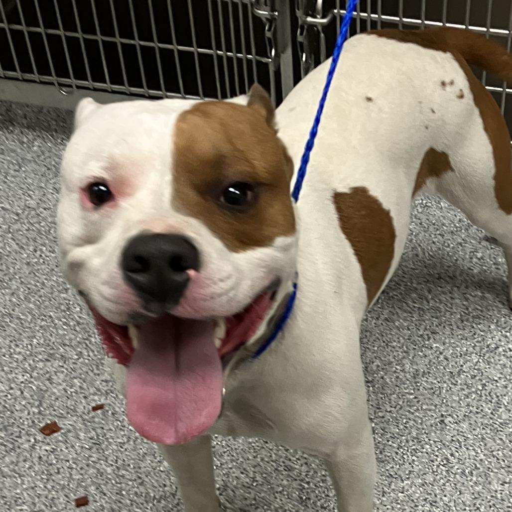 Fudd, Adoptable, Adult Male American Staffordshire Terrier.