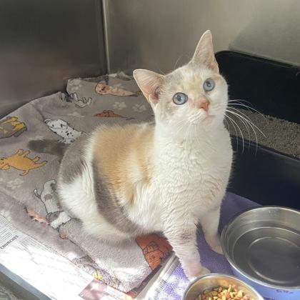 Dumpling, Adoptable, Young Female Domestic Short Hair & Domestic Short Hair.