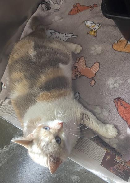 Enlarge Dumpling, a Adoptable mixed breed in Wilkesboro, NC image 2/3